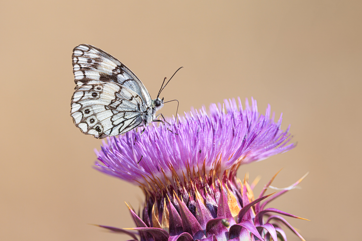 Butterflies and Moths